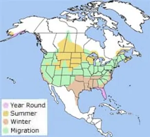 map of usa showing bird migration