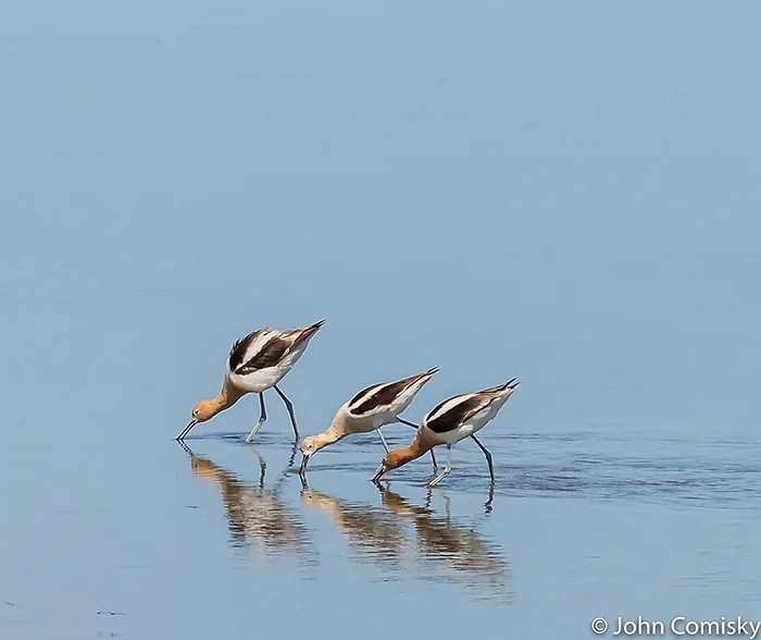 avocets drinking water in wetlands