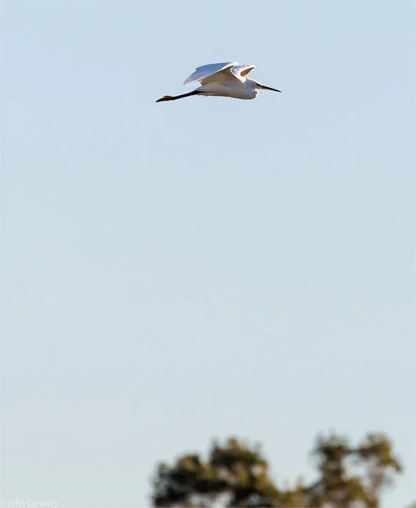 snowy egret flying