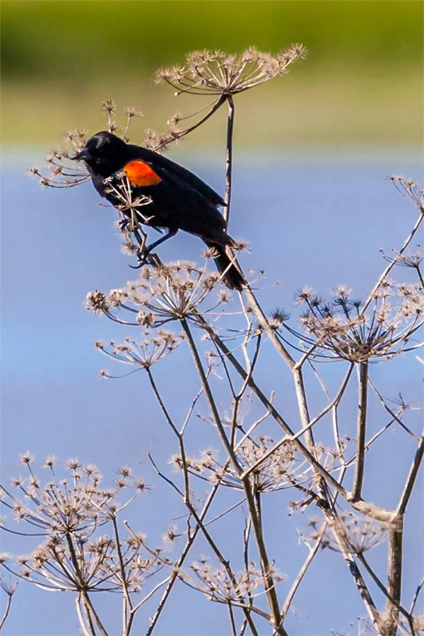 small black and red bird on branch