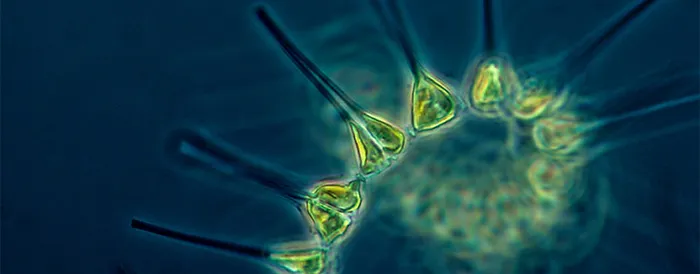 phytoplankton in water