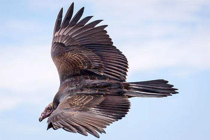 turlkey vulture flying