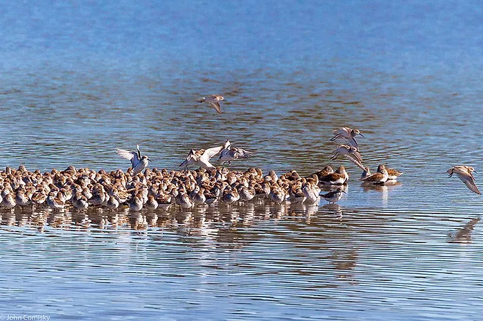 birds in lake