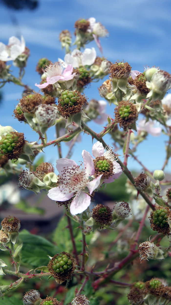 flowers and berries