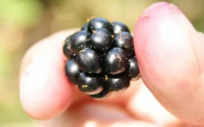 Let’s Get to Picking – It’s Blackberry Season!