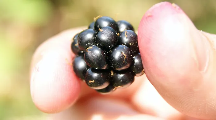 fingers holding a berry