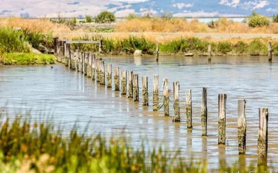 Life in our Wetlands