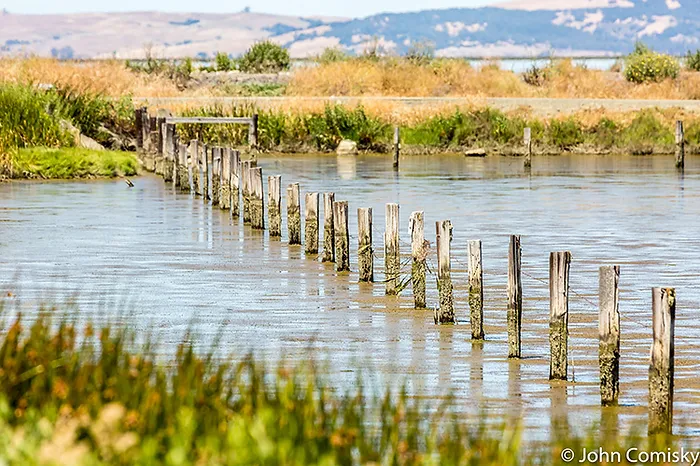 wetlands with grasses and branches sticking out of water