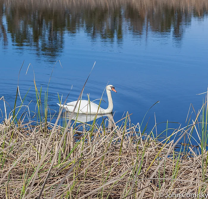 swan swimming in pond