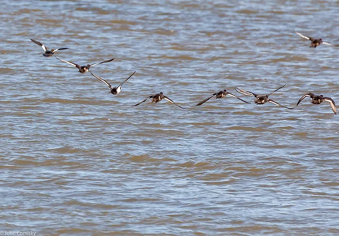 birds flying over water