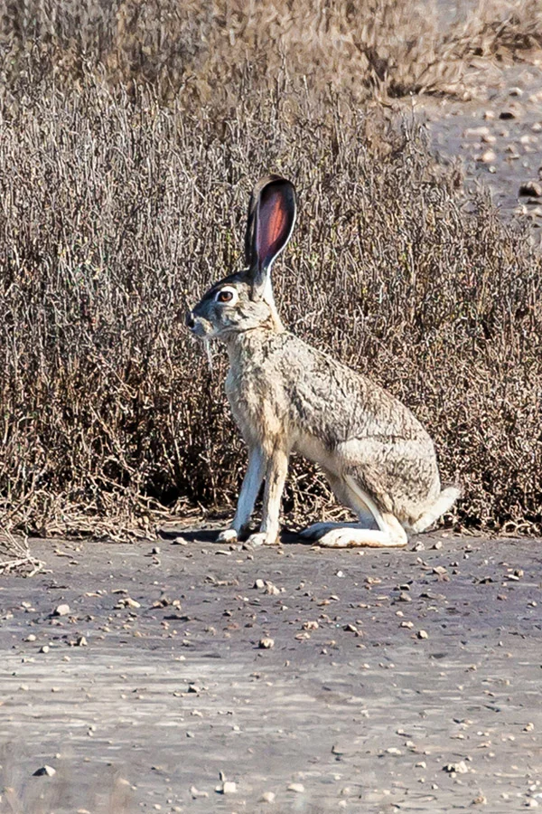 jackrabbit sitting