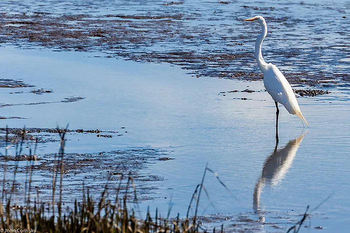 egret walking in water
