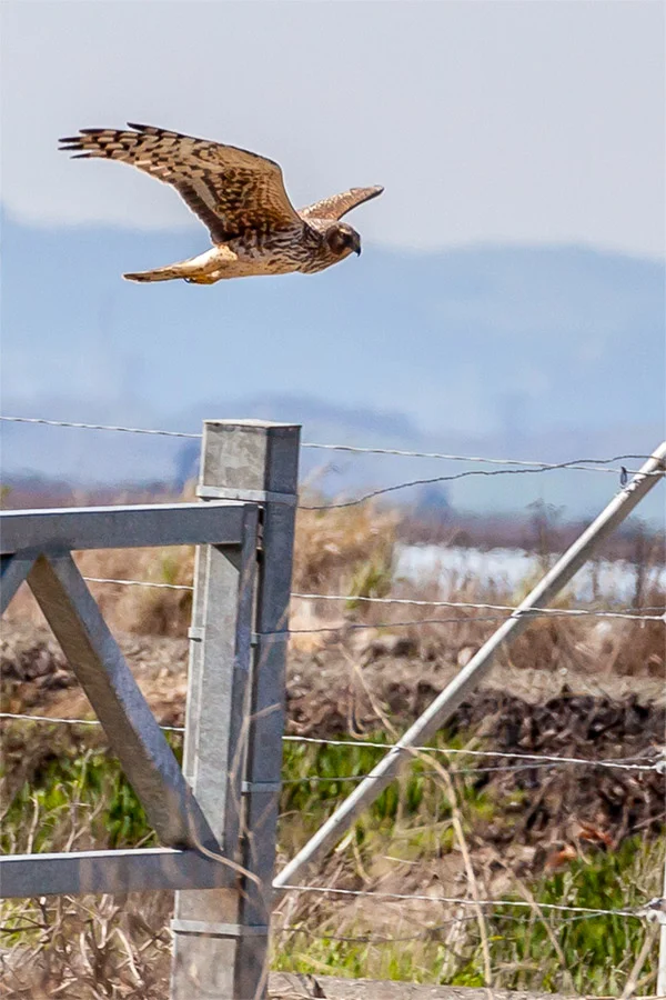 Northern Harrier flying