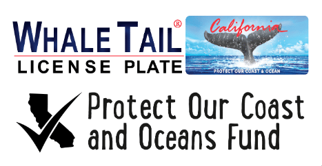 Whale Tail grant logo