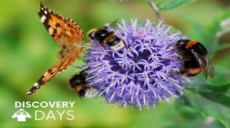 Pollinators on a purple flower