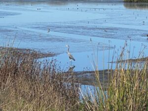 Great Blue Heron hunting in the American Canyon wetlands with other shore birds.