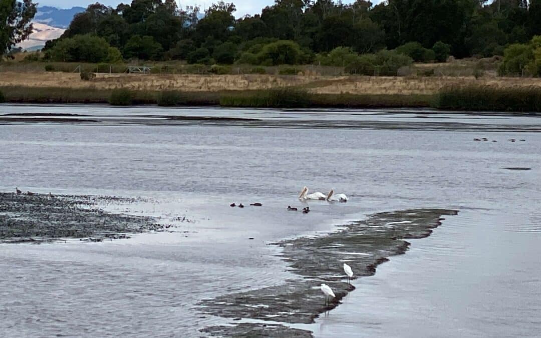 White pelicans and other shorebirds at low tide in the American Canyon Wetlands.