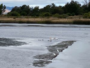 White pelicans and other shorebirds at low tide in the American Canyon Wetlands.
