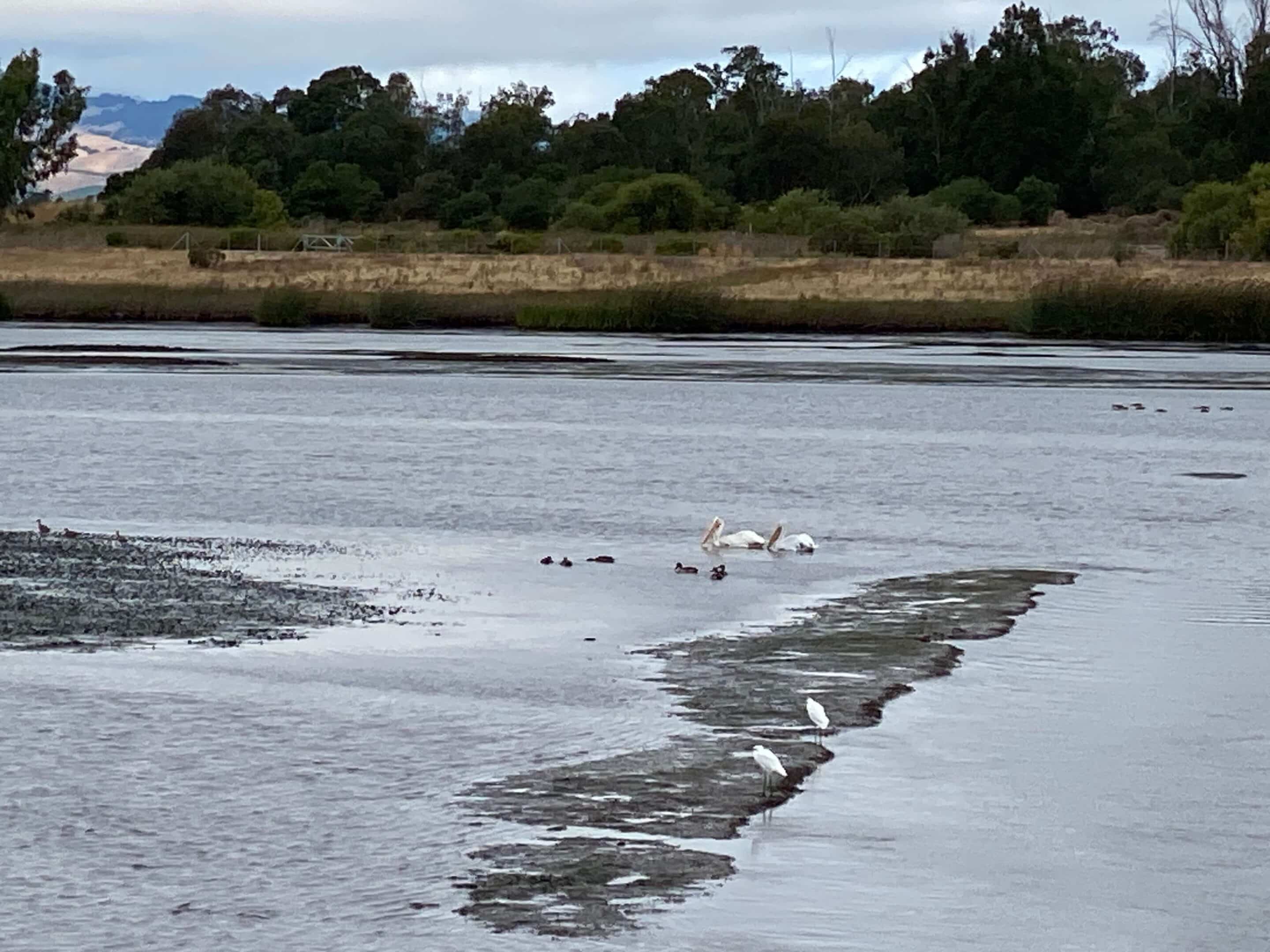 White pelicans and other shorebirds at low tide in the American Canyon Wetlands.